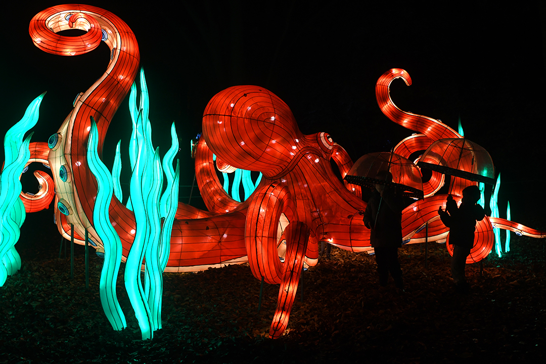 WildLanterns Dazzles at Seattle’s Woodland Park Zoo ParentMap